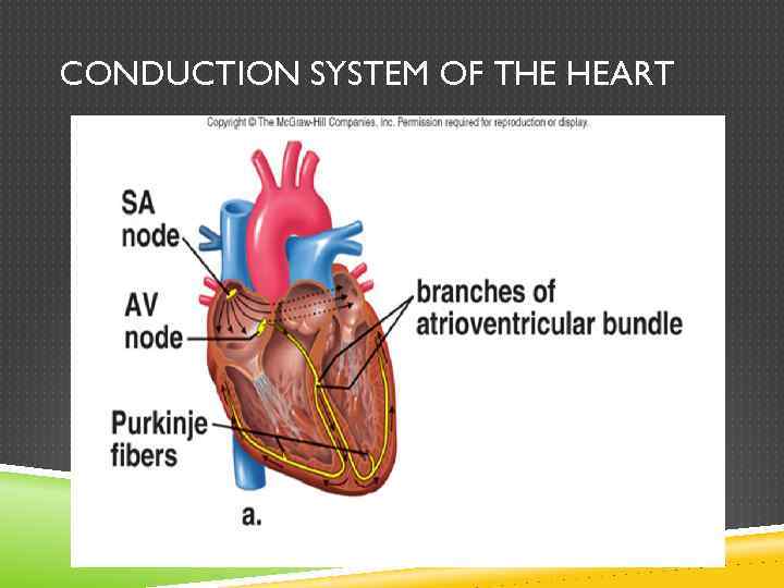 CONDUCTION SYSTEM OF THE HEART 