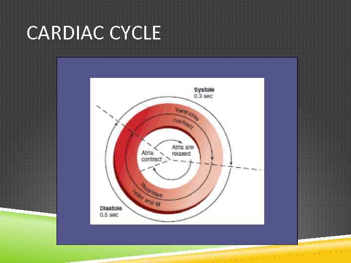 CARDIAC CYCLE 
