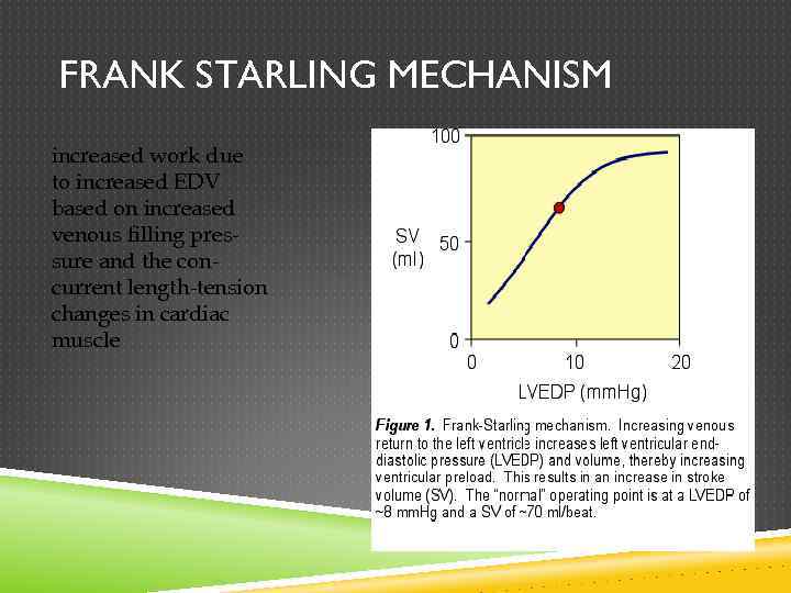 FRANK STARLING MECHANISM increased work due to increased EDV based on increased venous filling
