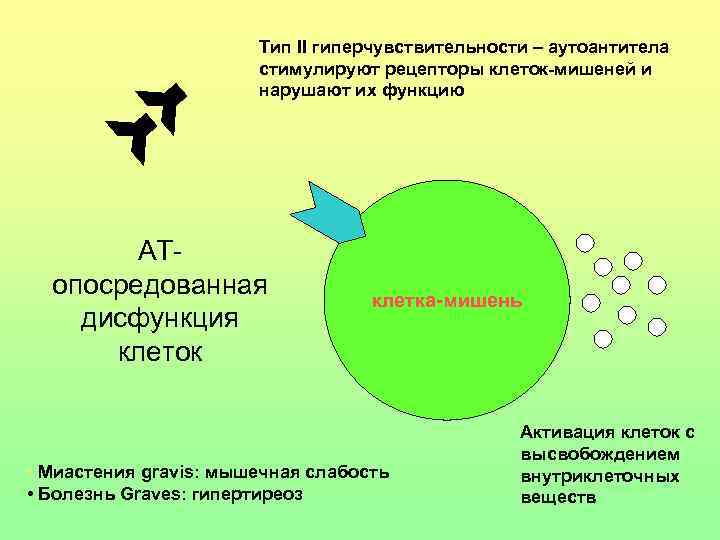 Тип II гиперчувствительности – аутоантитела стимулируют рецепторы клеток-мишеней и нарушают их функцию АТопосредованная дисфункция