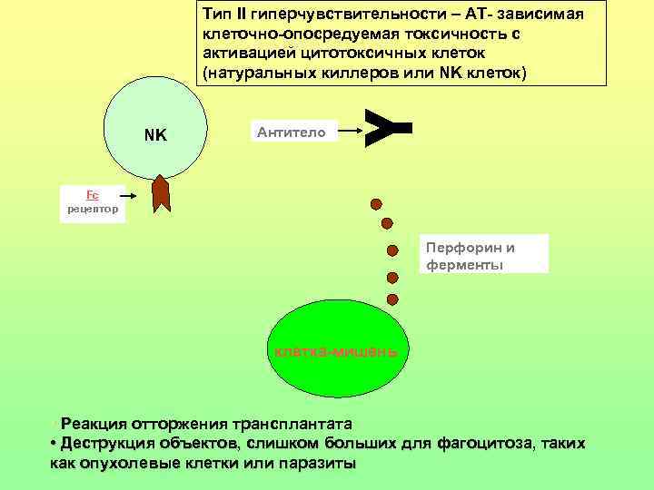 Тип II гиперчувствительности – АТ- зависимая клеточно-опосредуемая токсичность с активацией цитотоксичных клеток (натуральных киллеров
