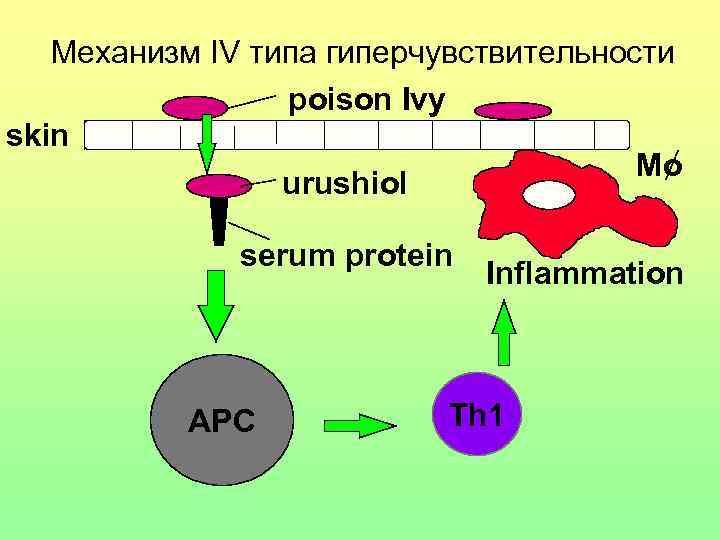 Механизм IV типа гиперчувствительности poison Ivy skin Mo urushiol serum protein APC Inflammation Th