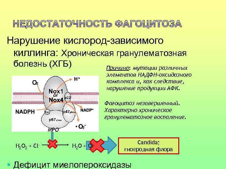 Нарушение кислород-зависимого киллинга: Хроническая гранулематозная болезнь (ХГБ) Причина: мутации различных элементов НАДФН-оксидазного комплекса и,