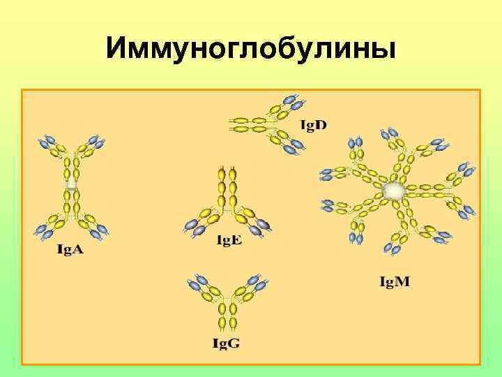 Иммуноглобулины 