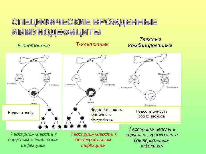 В-клеточные Недостаток Ig Т-клеточные Недостаточность клеточного иммунитета восприимчивость к вирусным и грибковым инфекциям бактериальным