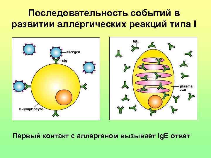 Последовательность событий в развитии аллергических реакций типа I Первый контакт с аллергеном вызывает Ig.