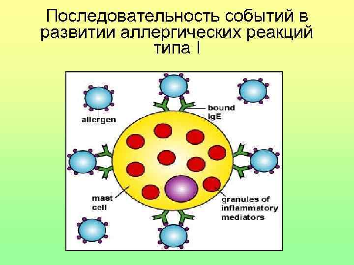 Последовательность событий в развитии аллергических реакций типа I 