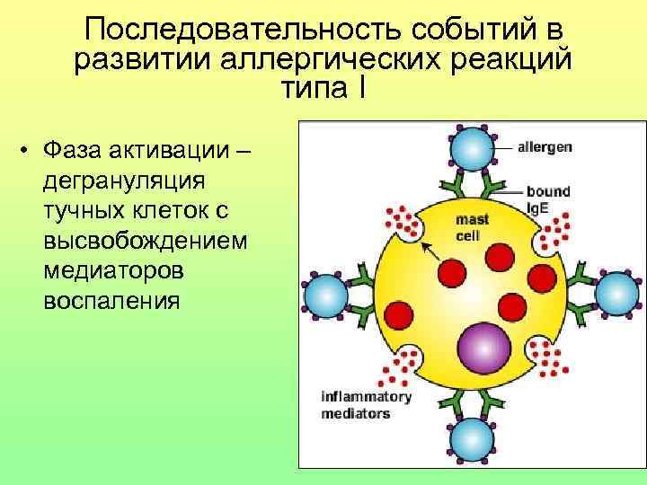 Последовательность событий в развитии аллергических реакций типа I • Фаза активации – дегрануляция тучных