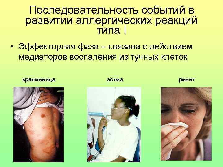 Последовательность событий в развитии аллергических реакций типа I • Эффекторная фаза – связана с