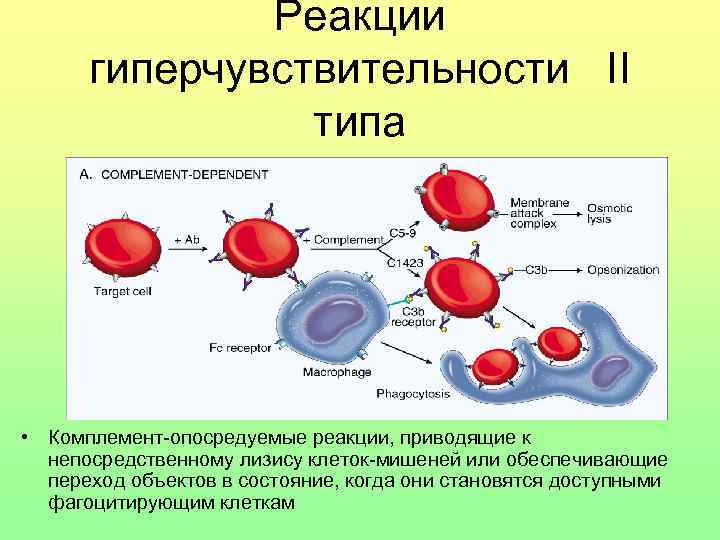 Реакции гиперчувствительности II типа • Комплемент-опосредуемые реакции, приводящие к непосредственному лизису клеток-мишеней или обеспечивающие