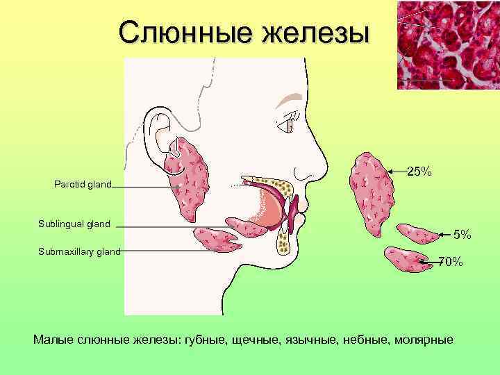 Малые слюнные железы фото