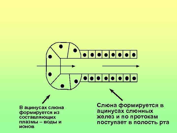  В ацинусах слюна формируется из составляющих плазмы – воды и ионов Слюна формируется