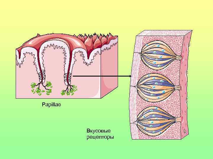 Papillae Вкусовые рецепторы 