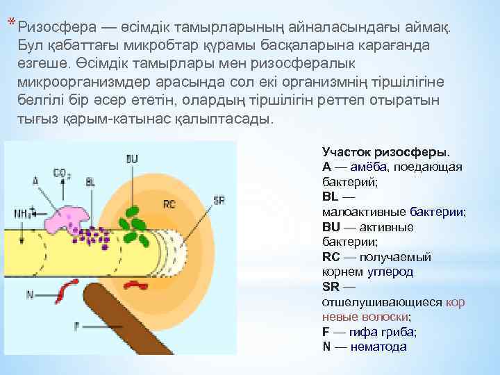 *Ризосфера — өсімдік тамырларының айналасындағы аймақ. Бул қабаттағы микробтар қүрамы басқаларына карағанда езгеше. Өсімдік