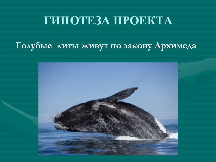 ГИПОТЕЗА ПРОЕКТА Голубые киты живут по закону Архимеда 