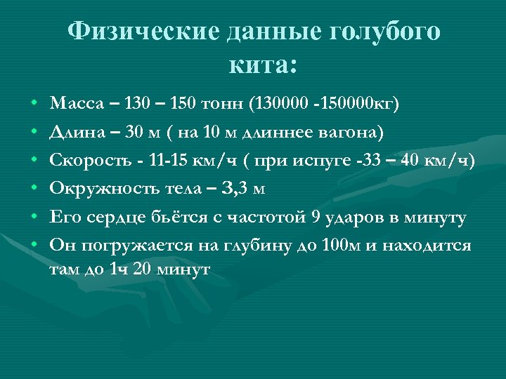 Физические данные голубого кита: • • • Масса – 130 – 150 тонн (130000