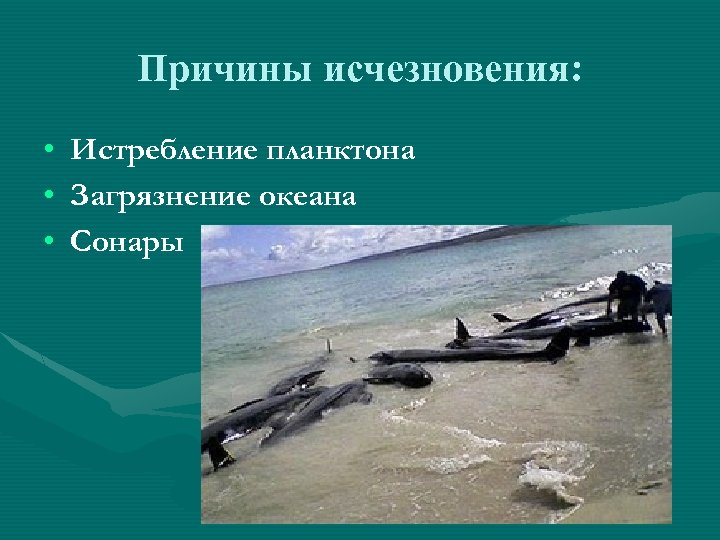 Причины исчезновения: • • • Истребление планктона Загрязнение океана Сонары 