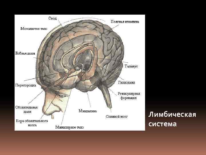 Лимбическая система 