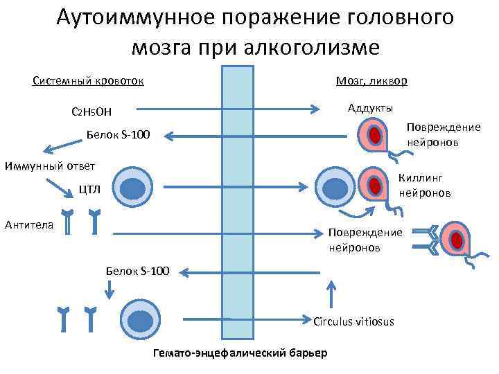 Аутоиммунное поражение головного мозга при алкоголизме Системный кровоток Мозг, ликвор С 2 Н 5