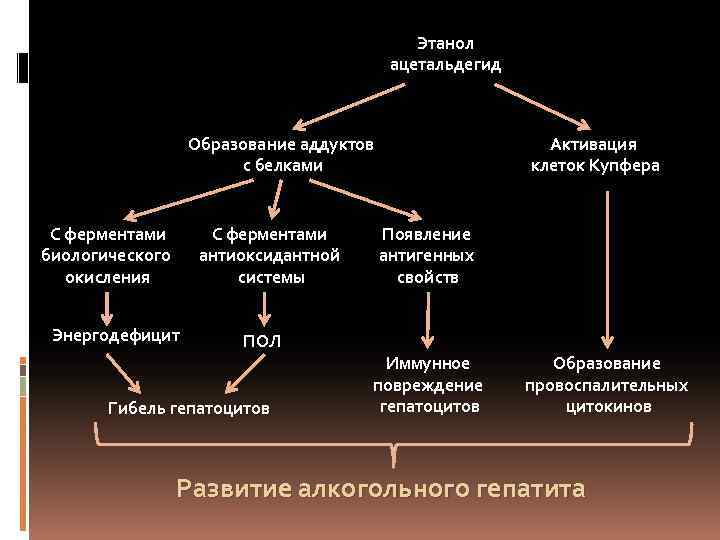 Этанол ацетальдегид Образование аддуктов с белками С ферментами биологического окисления С ферментами антиоксидантной системы
