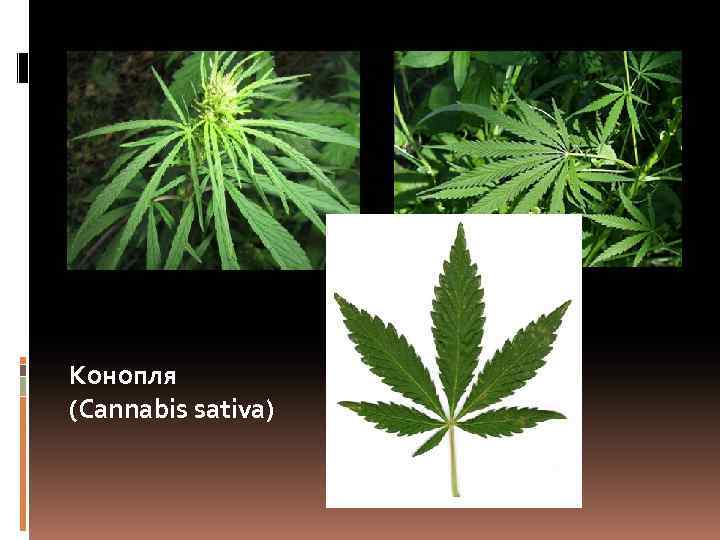 Конопля (Cannabis sativa) 