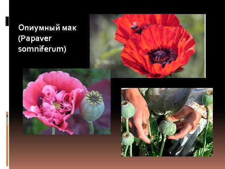 Опиумный мак (Papaver somniferum) 