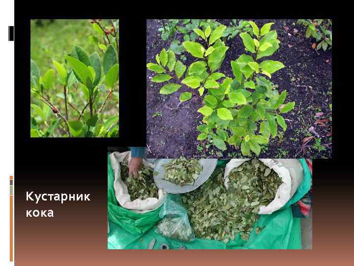 Кустарник кока 