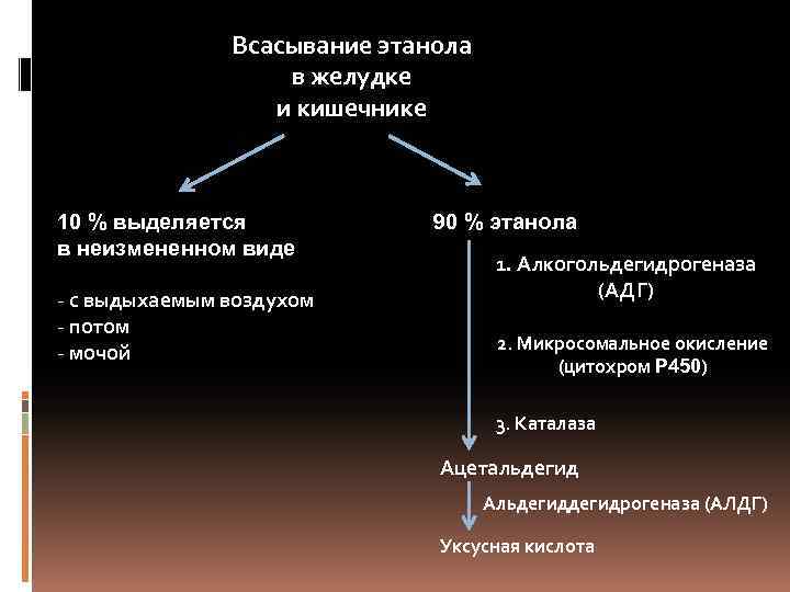 Всасывание этанола в желудке и кишечнике 10 % выделяется в неизмененном виде - с