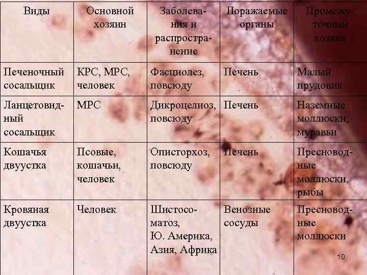 Виды Основной хозяин Заболевания и распространение Поражаемые органы Печень Промежуточный хозяин Печеночный сосальщик КРС,