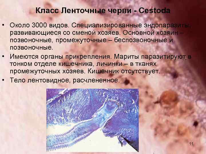 Класс Ленточные черви - Cestoda • Около 3000 видов. Специализированные эндопаразиты, развивающиеся со сменой