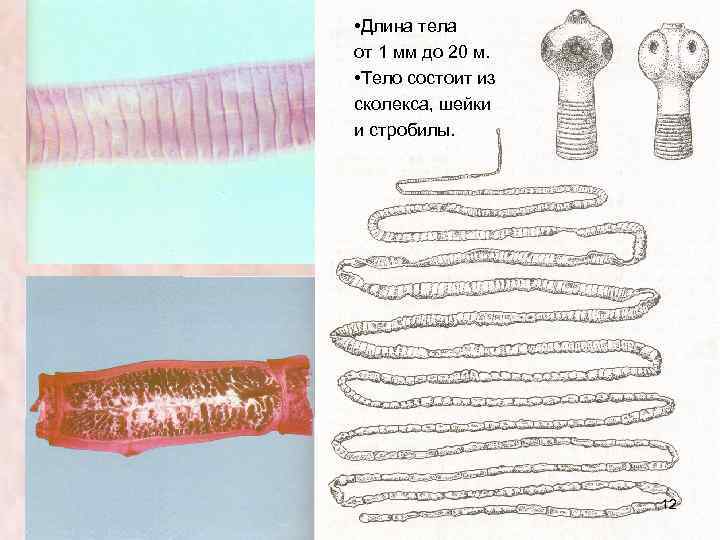  • Длина тела от 1 мм до 20 м. • Тело состоит из