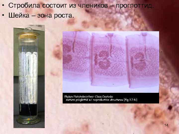  • Стробила состоит из члеников – проглоттид. • Шейка – зона роста. 14