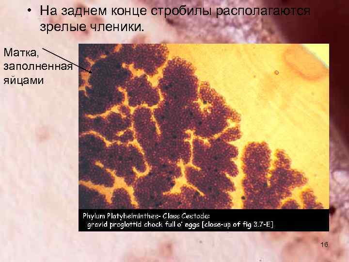  • На заднем конце стробилы располагаются зрелые членики. Матка, заполненная яйцами 16 