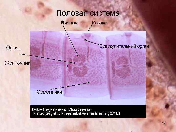 Половая система Яичник Клоака Совокупительный орган Оотип Желточник Семенники 17 