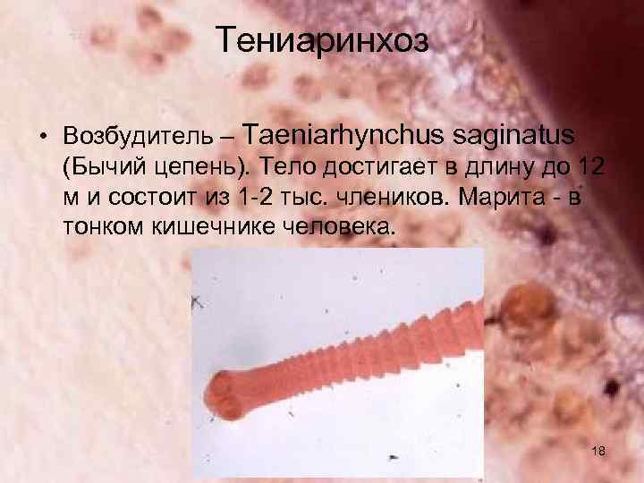 Тениаринхоз • Возбудитель – Taeniarhynchus saginatus (Бычий цепень). Тело достигает в длину до 12