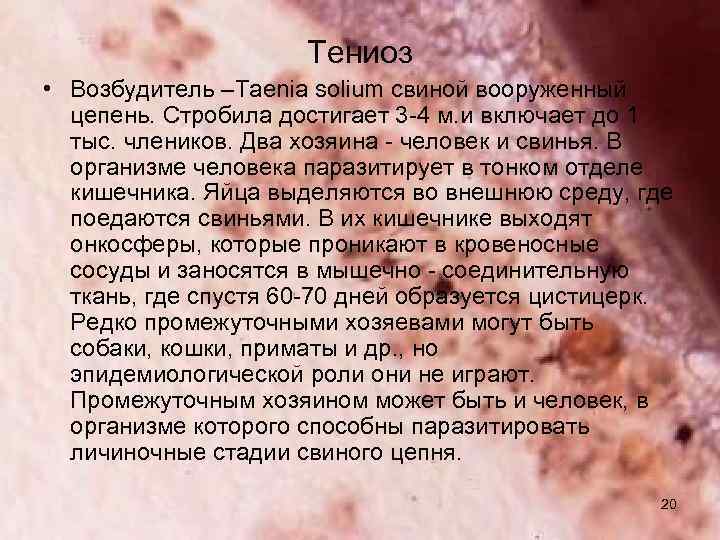 Тениоз • Возбудитель –Taenia solium свиной вооруженный цепень. Стробила достигает 3 -4 м. и