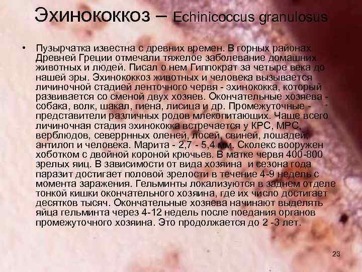 Эхинококкоз – Echinicoccus granulosus • Пузырчатка известна с древних времен. В горных районах Древней