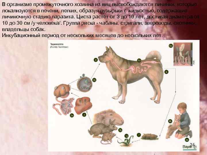 Какой цифрой обозначен на рисунке орган человека в котором проходит последняя личиночная стадия