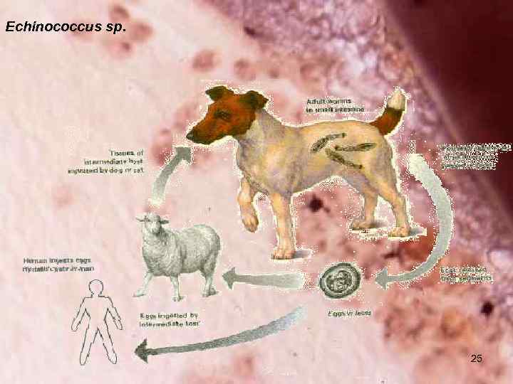 Echinococcus sp. 25 