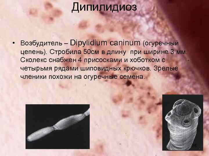 Дипилидиоз • Возбудитель – Dipylidium caninum (огуречный цепень). Стробила 50 см в длину при
