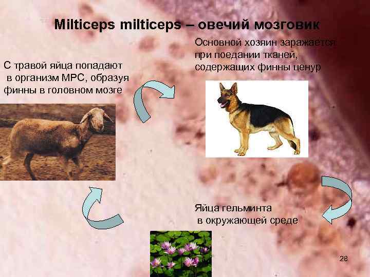 Milticeps milticeps – овечий мозговик С травой яйца попадают в организм МРС, образуя финны