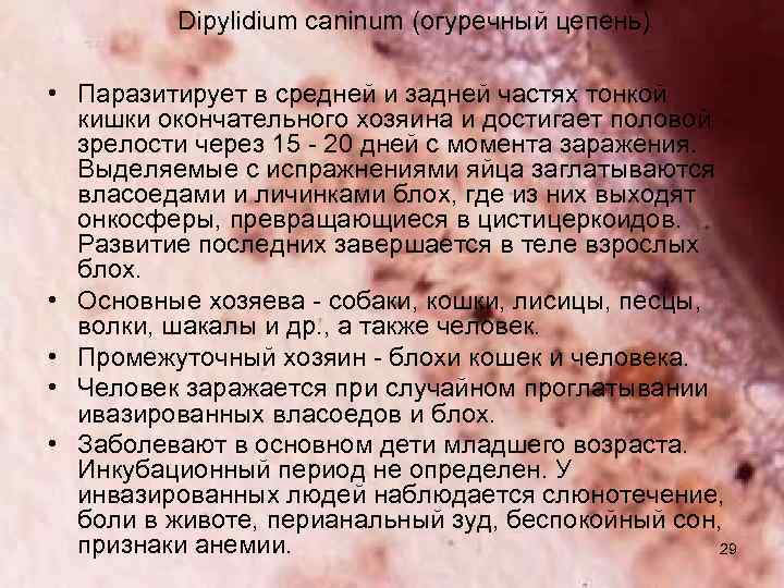 Dipylidium caninum (огуречный цепень) • Паразитирует в средней и задней частях тонкой кишки окончательного