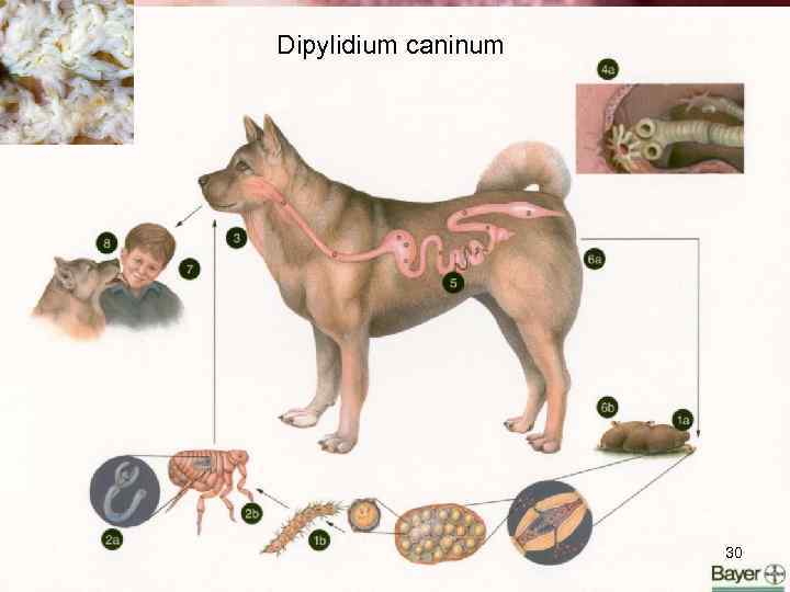 Dipylidium caninum 30 