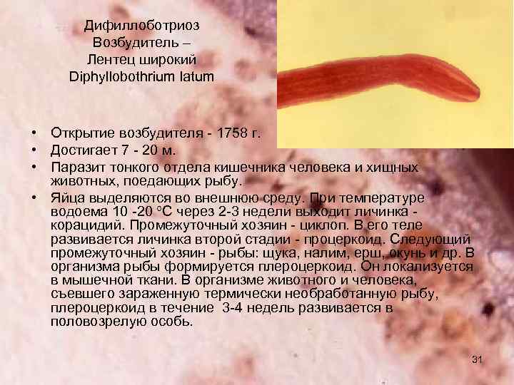 Дифиллоботриоз Возбудитель – Лентец широкий Diphyllobothrium latum • Открытие возбудителя - 1758 г. •