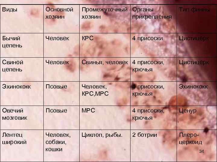 Виды Основной хозяин Промежуточный Органы хозяин прикрепления Тип финны Бычий цепень Человек КРС Цистицерк