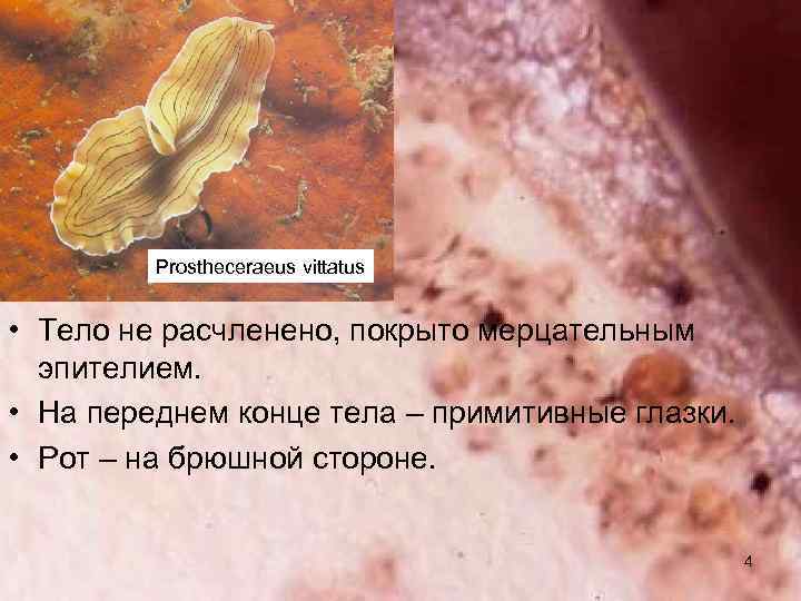Prostheceraeus vittatus • Тело не расчленено, покрыто мерцательным эпителием. • На переднем конце тела