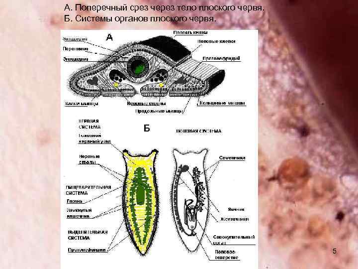 Тело плоских червей. Плоские черви поперечный срез. Поперечный срез плоских червей. Поперечный срез плоского червя. Продольный срез плоского червя.