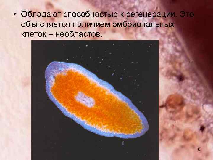  • Обладают способностью к регенерации. Это объясняется наличием эмбриональных клеток – необластов. 6