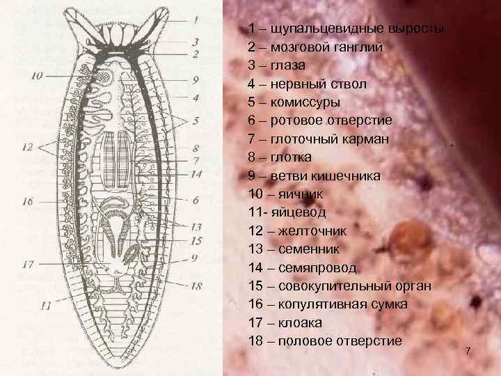 1 – щупальцевидные выросты 2 – мозговой ганглий 3 – глаза 4 – нервный