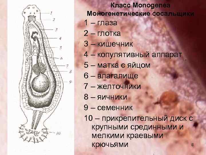 Класс Monogenea Моногенетические сосальщики 1 – глаза 2 – глотка 3 – кишечник 4